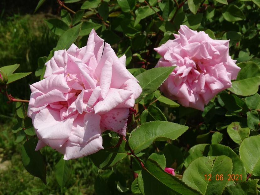  - Trandafiri 2021