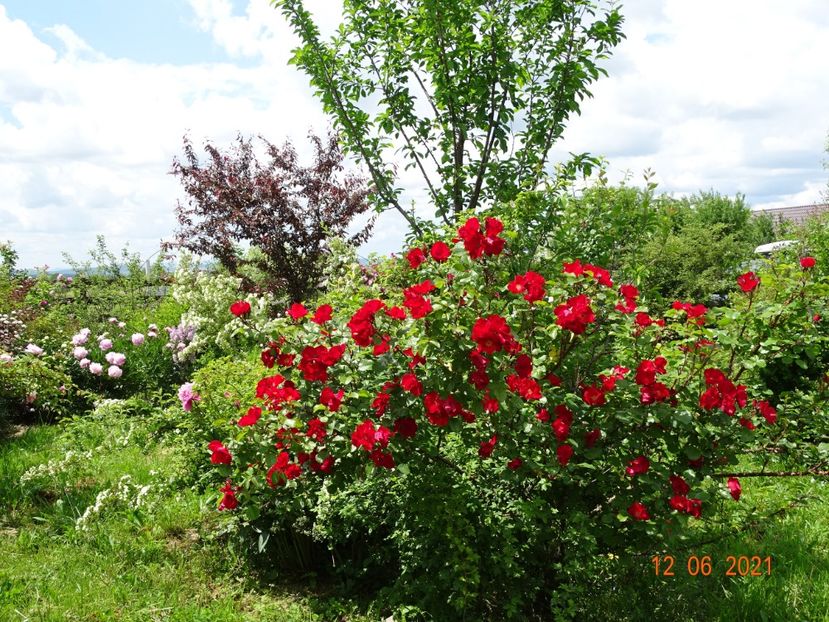  - Trandafiri 2021