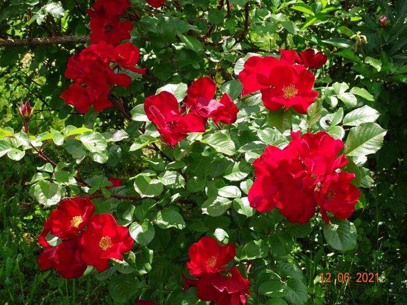  - Trandafiri 2021