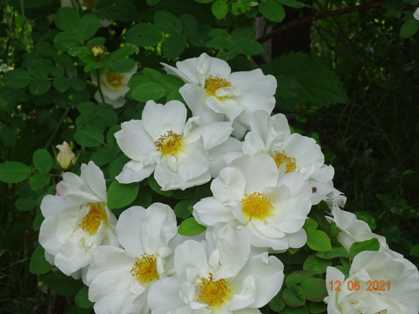 - Trandafiri 2021