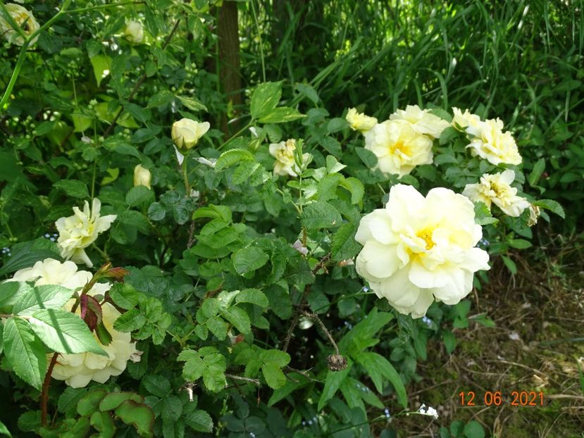  - Trandafiri 2021