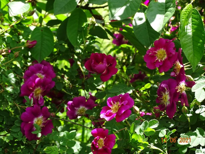  - Trandafiri 2021