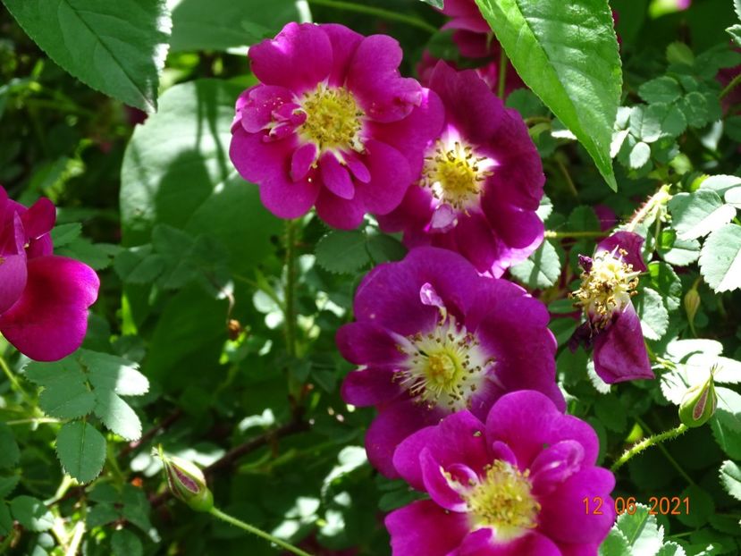  - Trandafiri 2021