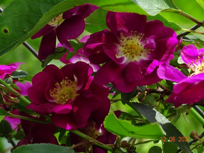  - Trandafiri 2021