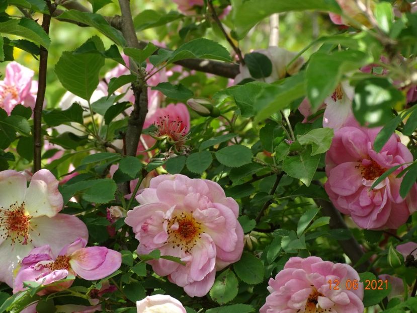  - Trandafiri 2021