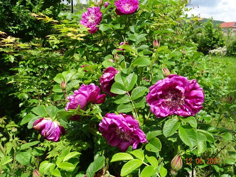  - Trandafiri 2021