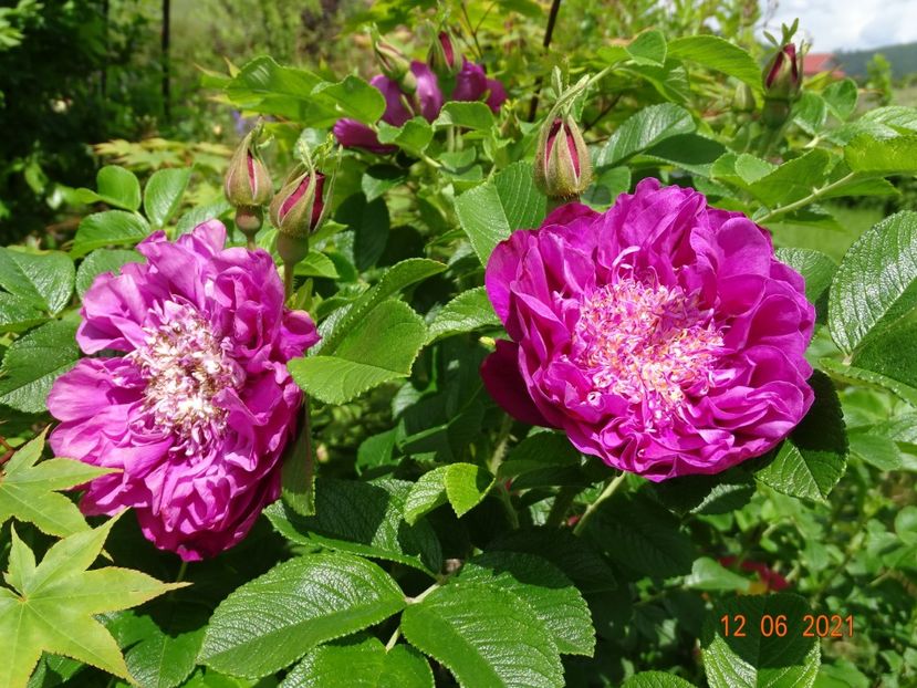  - Trandafiri 2021