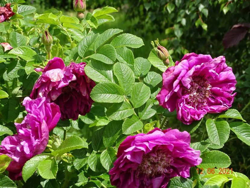  - Trandafiri 2021