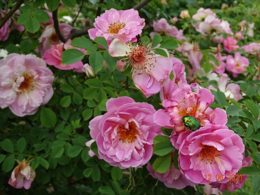  - Trandafiri 2021
