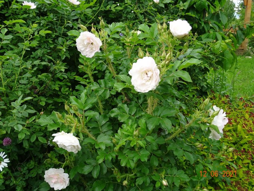  - Trandafiri 2021