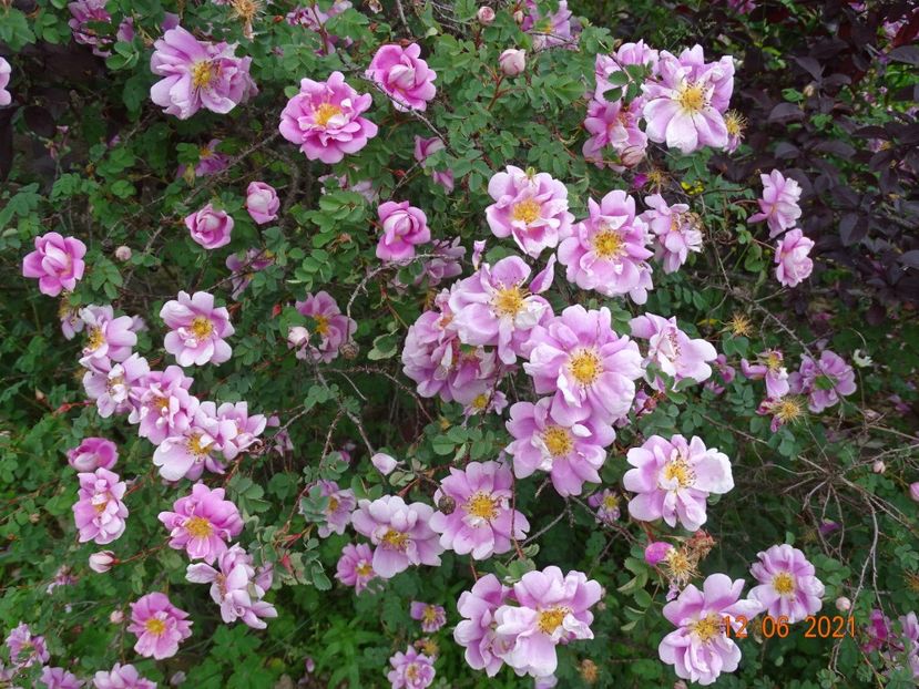  - Trandafiri 2021