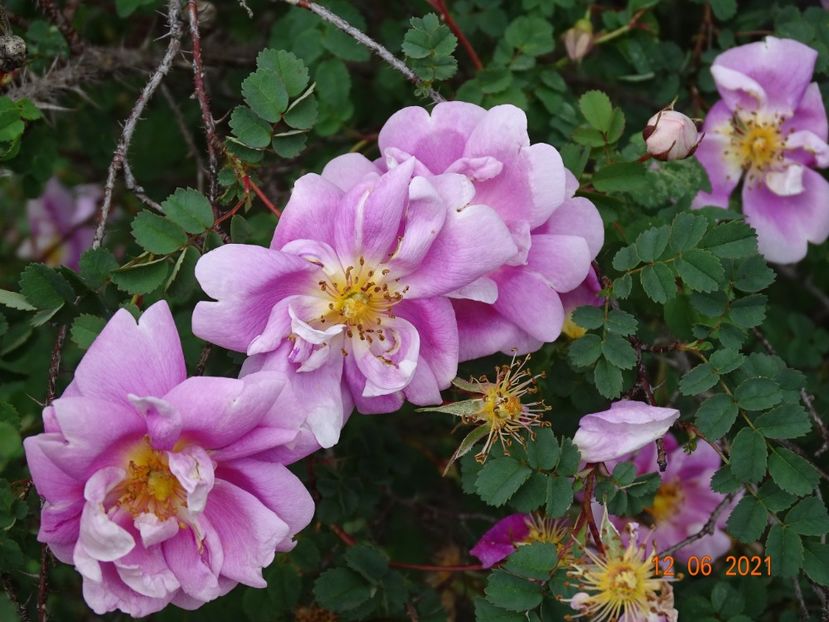  - Trandafiri 2021