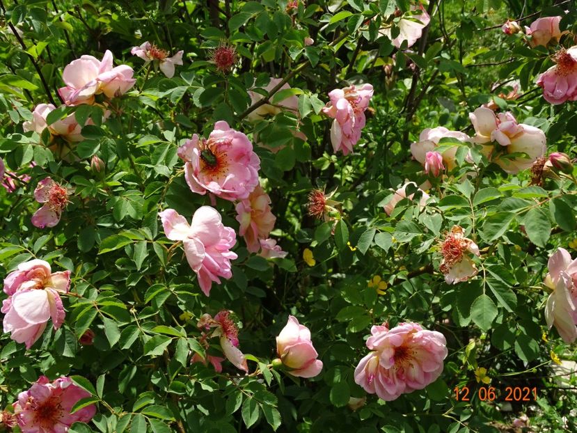  - Trandafiri 2021