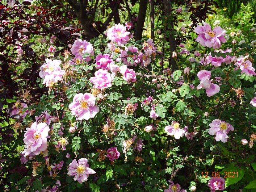  - Trandafiri 2021