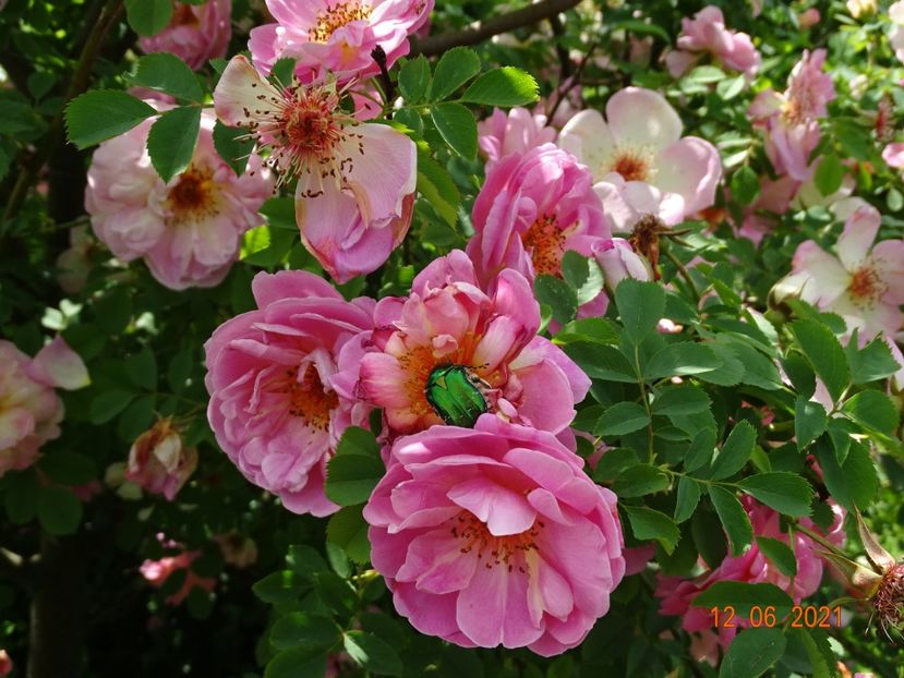  - Trandafiri 2021