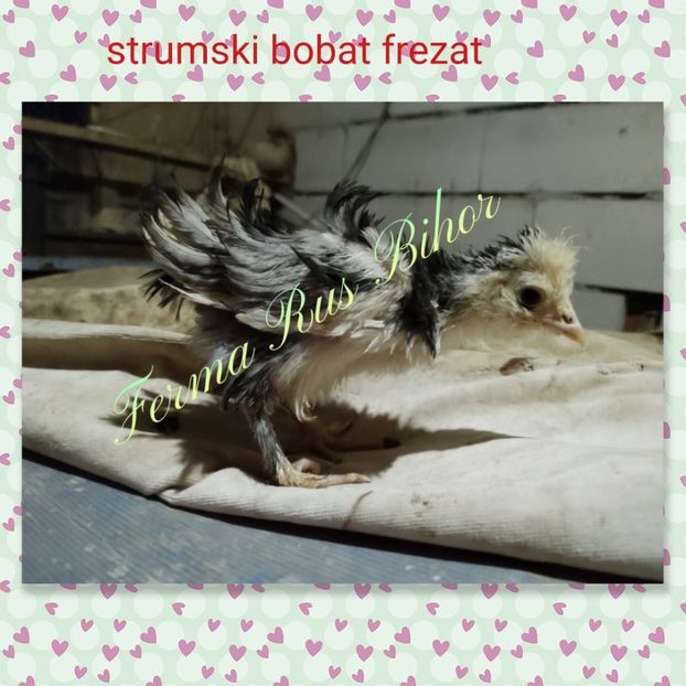 photocollage_2021411223642930 - Strumski bobat și portelan și strumski pitici