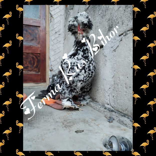 photocollage_2021421194511841 - Strumski bobat și portelan și strumski pitici