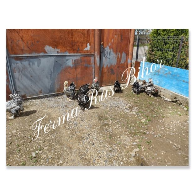 photocollage_20215220253114 - Strumski bobat și portelan și strumski pitici