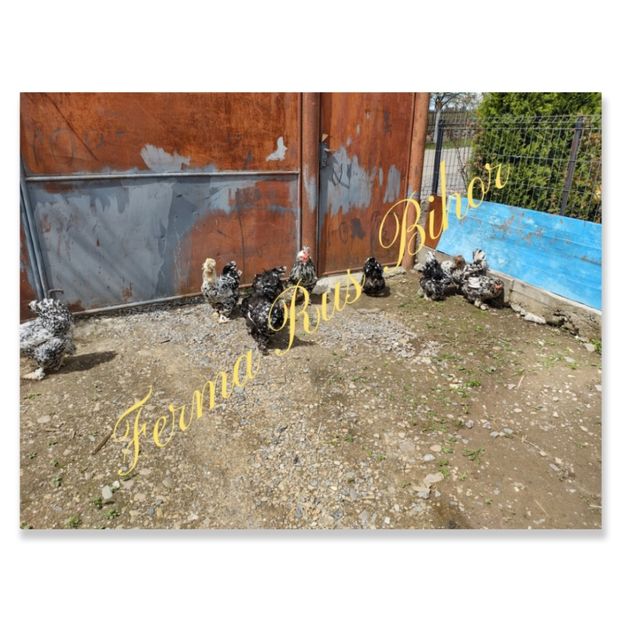 photocollage_2021522366588 - Strumski bobat și portelan și strumski pitici