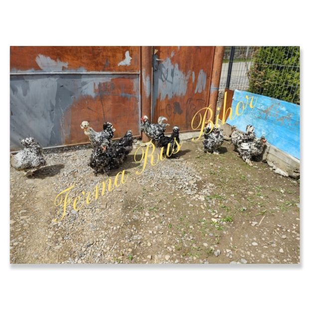 photocollage_2021522388357 - Strumski bobat și portelan și strumski pitici