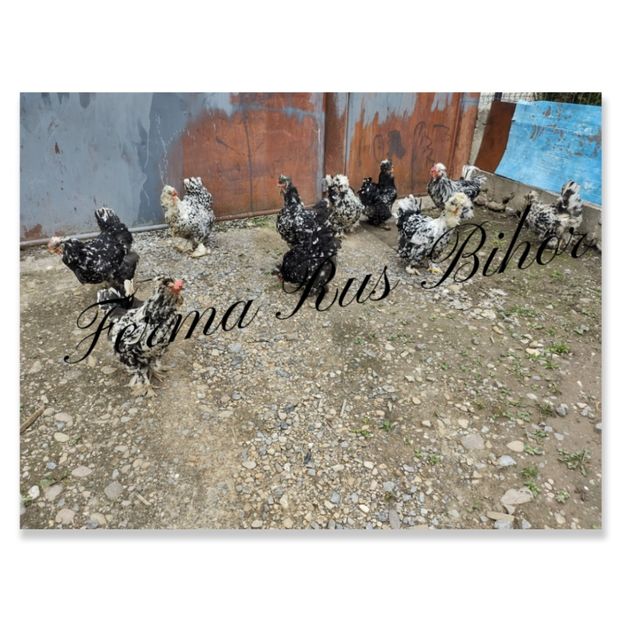 photocollage_202152231140772 - Strumski bobat și portelan și strumski pitici