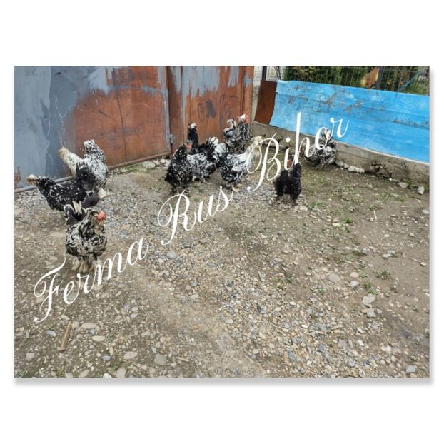 photocollage_202152231354599 - Strumski bobat și portelan și strumski pitici