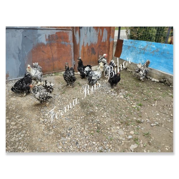 photocollage_202152231436195 - Strumski bobat și portelan și strumski pitici