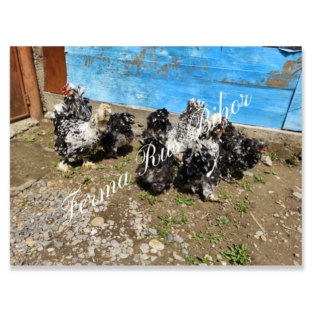 photocollage_202152231623655 - Strumski bobat și portelan și strumski pitici