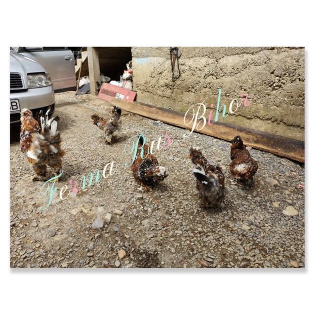 photocollage_202156161512105 - Strumski bobat și portelan și strumski pitici