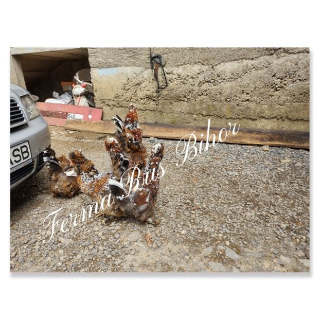 photocollage_202156162310426 - Strumski bobat și portelan și strumski pitici