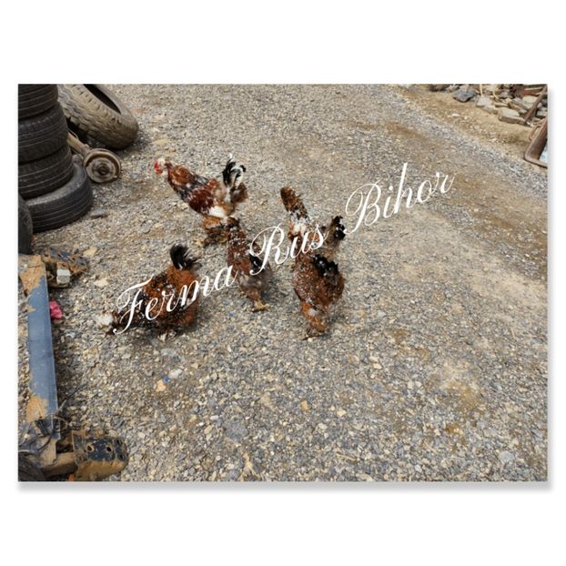 photocollage_202156162539480 - Strumski bobat și portelan și strumski pitici