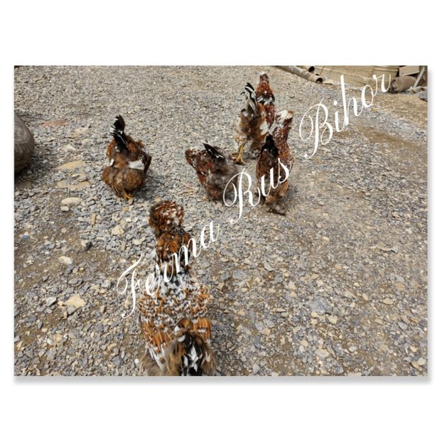 photocollage_20215616272145 - Strumski bobat și portelan și strumski pitici