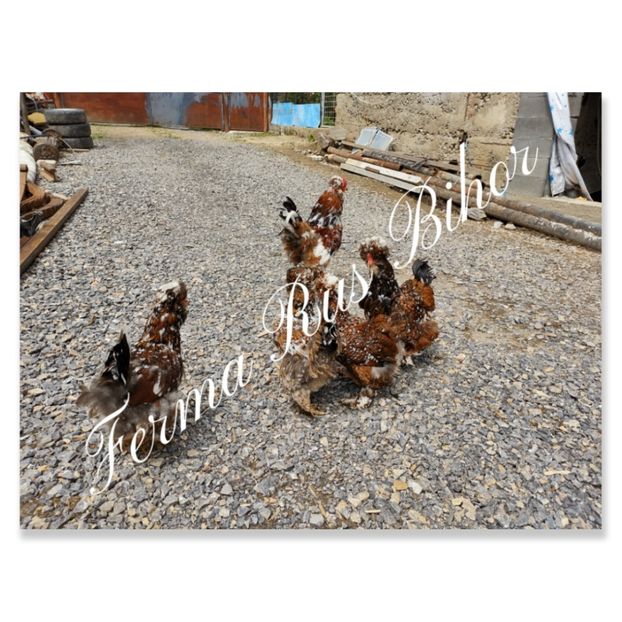 photocollage_202156162741509 - Strumski bobat și portelan și strumski pitici