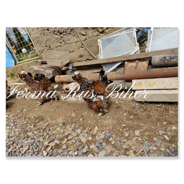 photocollage_202156162814670 - Strumski bobat și portelan și strumski pitici