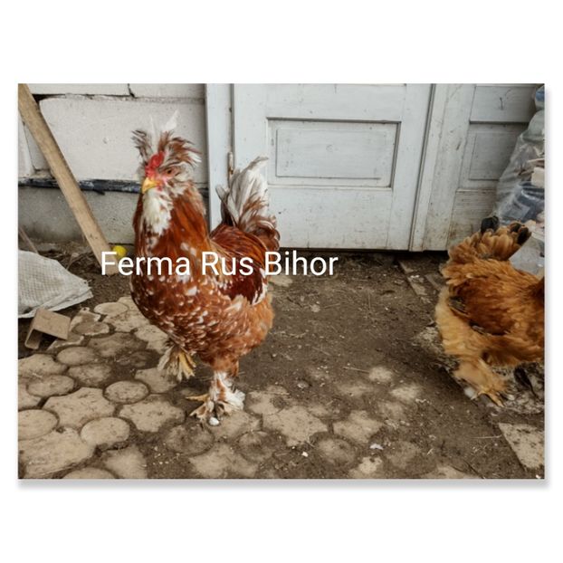 photocollage_202156163038305 - Strumski bobat și portelan și strumski pitici