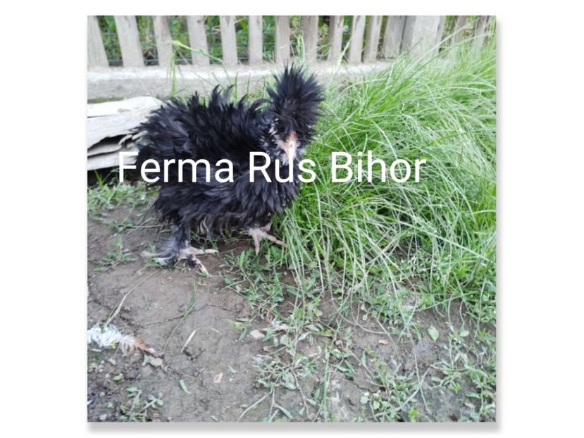 photocollage_202151620515992 - Strumski bobat și portelan și strumski pitici