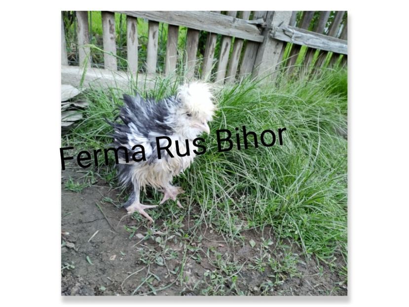 photocollage_20215162065842 - Strumski bobat și portelan și strumski pitici