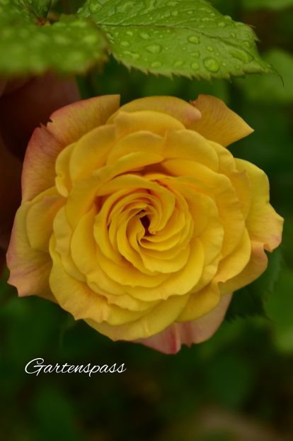 AddText_06-13-11.38.44 - Trandafiri 2021