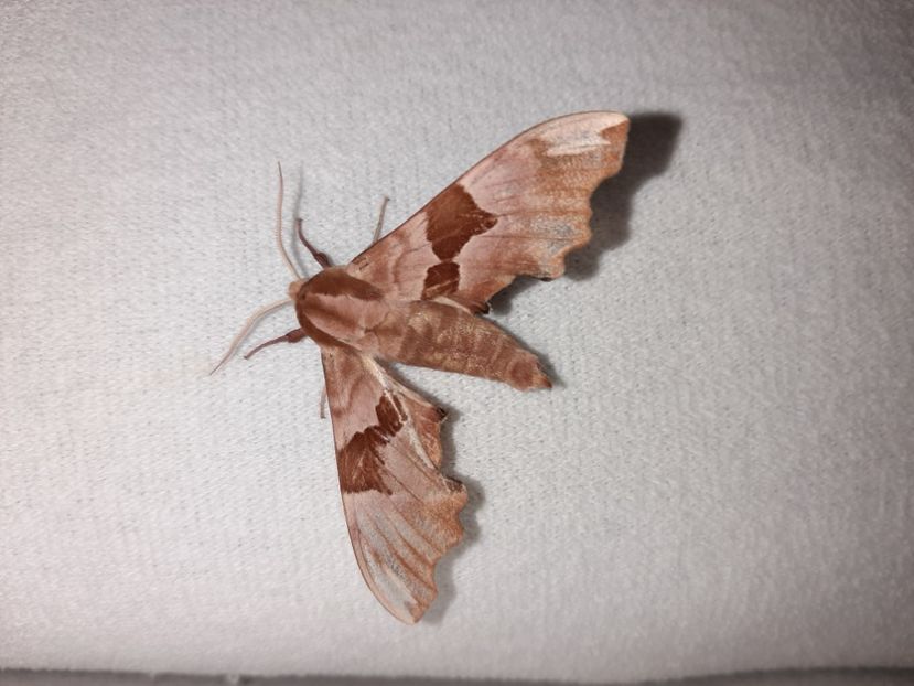  - La țară în iunie 2021