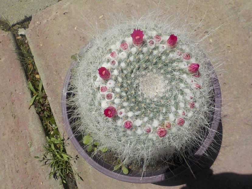  - mammillaria hahniana
