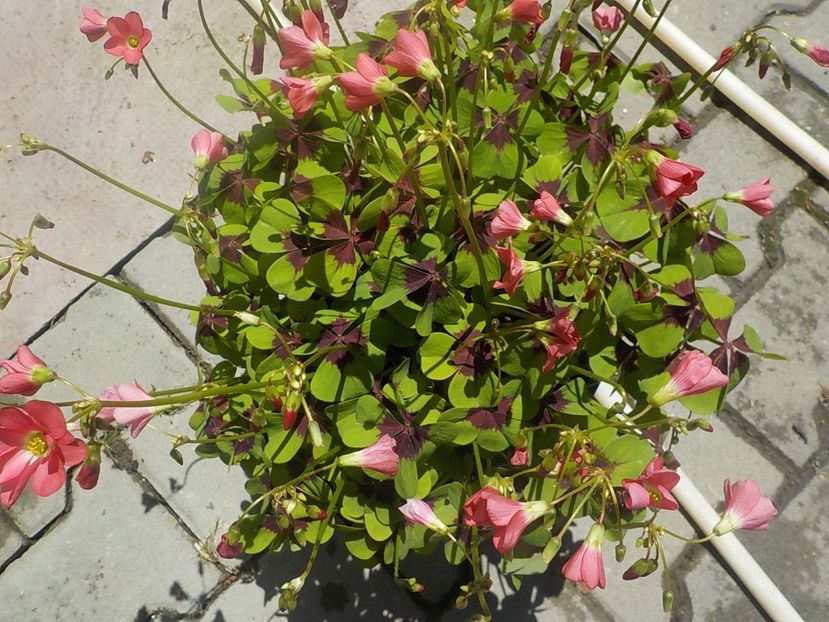  - oxalis iron cross