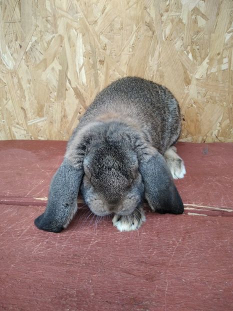  - Berbeci German 2020--2021