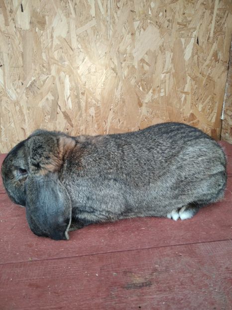  - Berbeci German 2020--2021