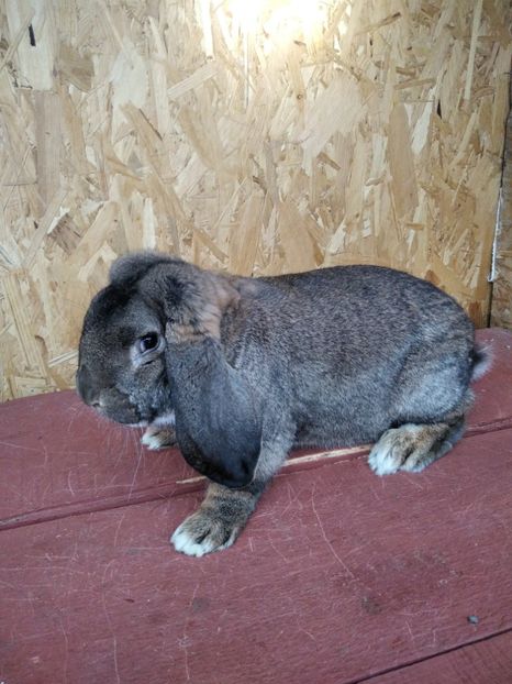  - Berbeci German 2020--2021