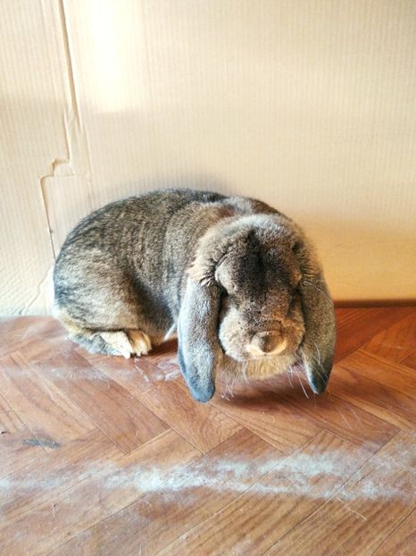  - Berbeci German 2020--2021