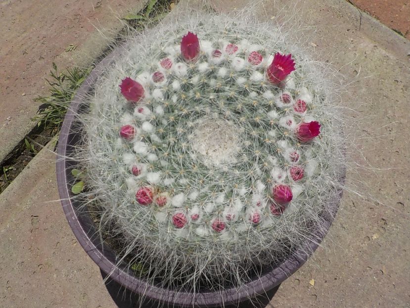  - CACTUSI si SUCULENTE