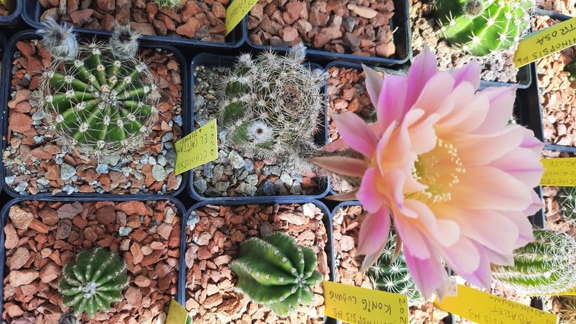  - Cactusi infloriti 2021