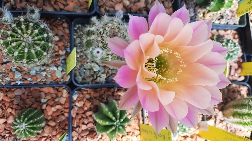  - Cactusi infloriti 2021