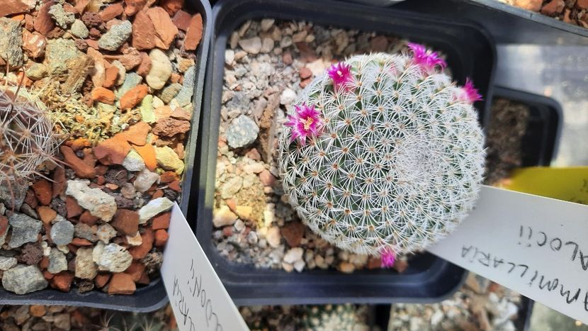  - Cactusi infloriti 2021