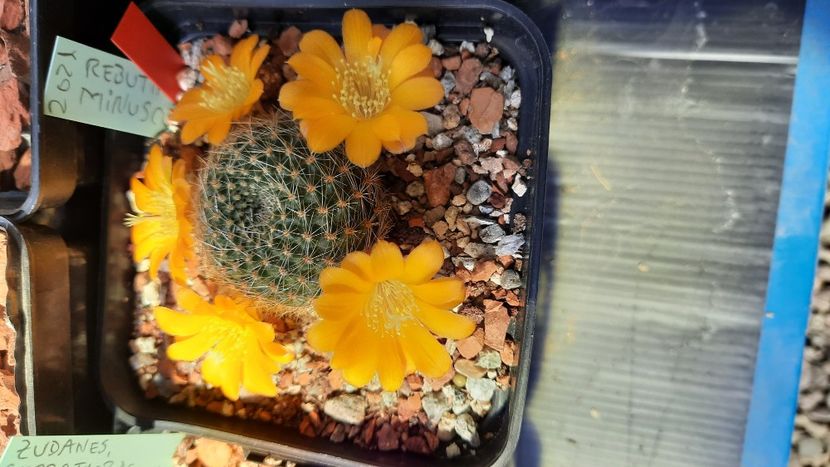  - Cactusi infloriti 2021